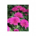 /album/galerie-de-photos-plantes-bouquet-coupe/chrysanth%c3%a8me-lollipop-purple-jpg/